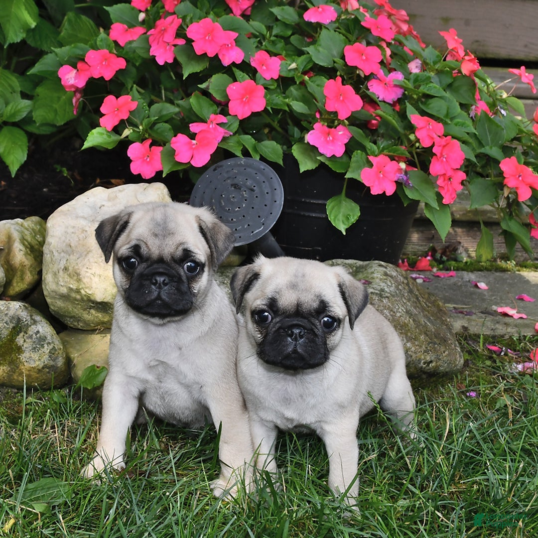 Pug dogs for sale: Buddy - Image 3