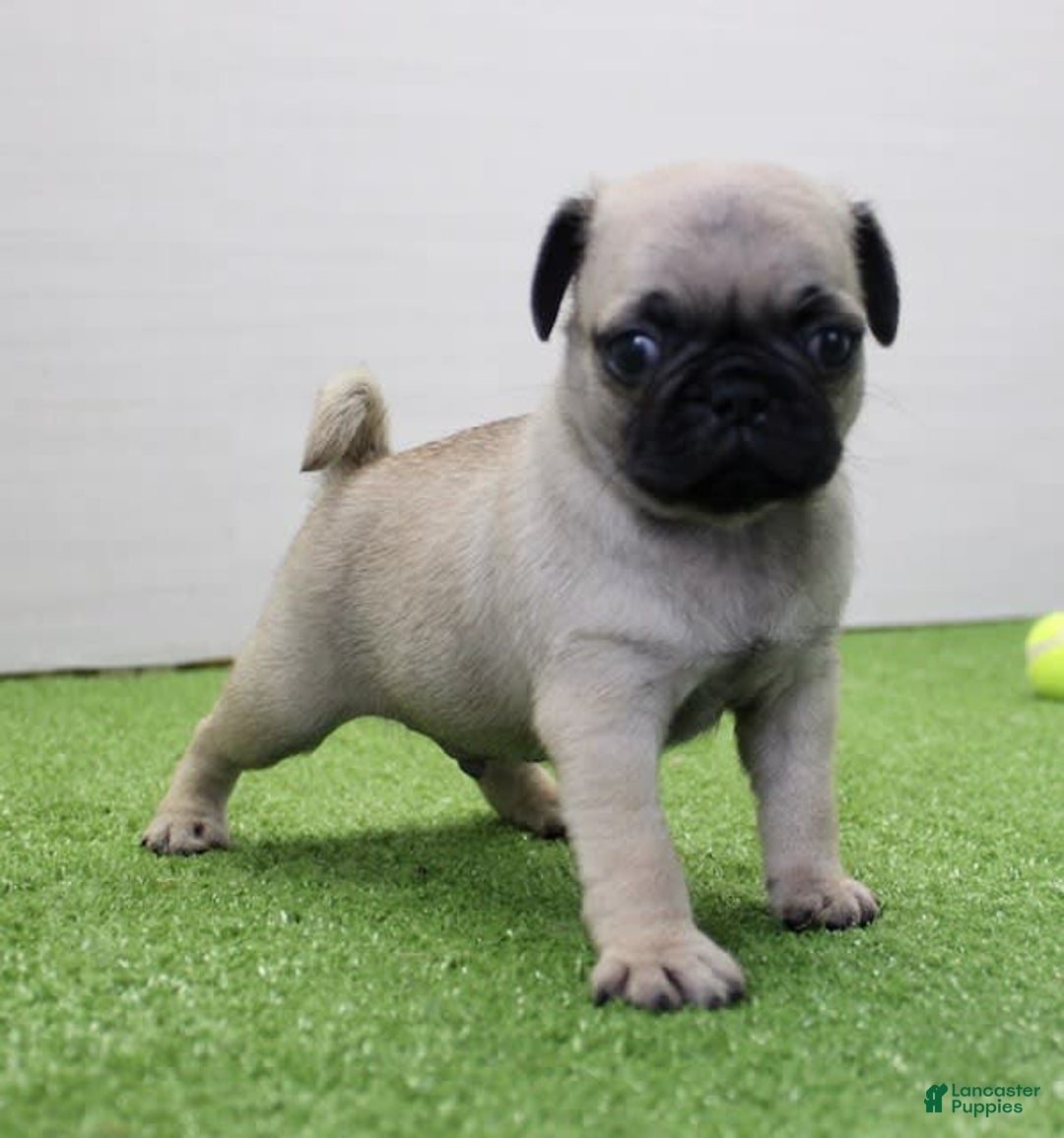 Pug dogs for sale: Mikey - Image 7