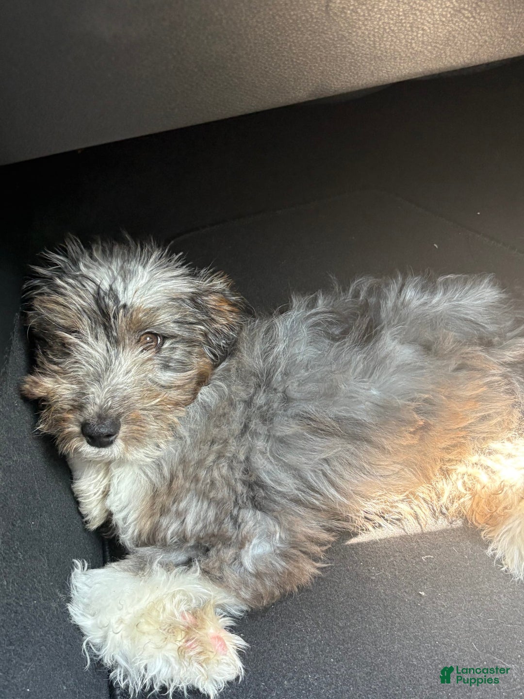 Aussiedoodle dogs for sale: Kofi - Image 1