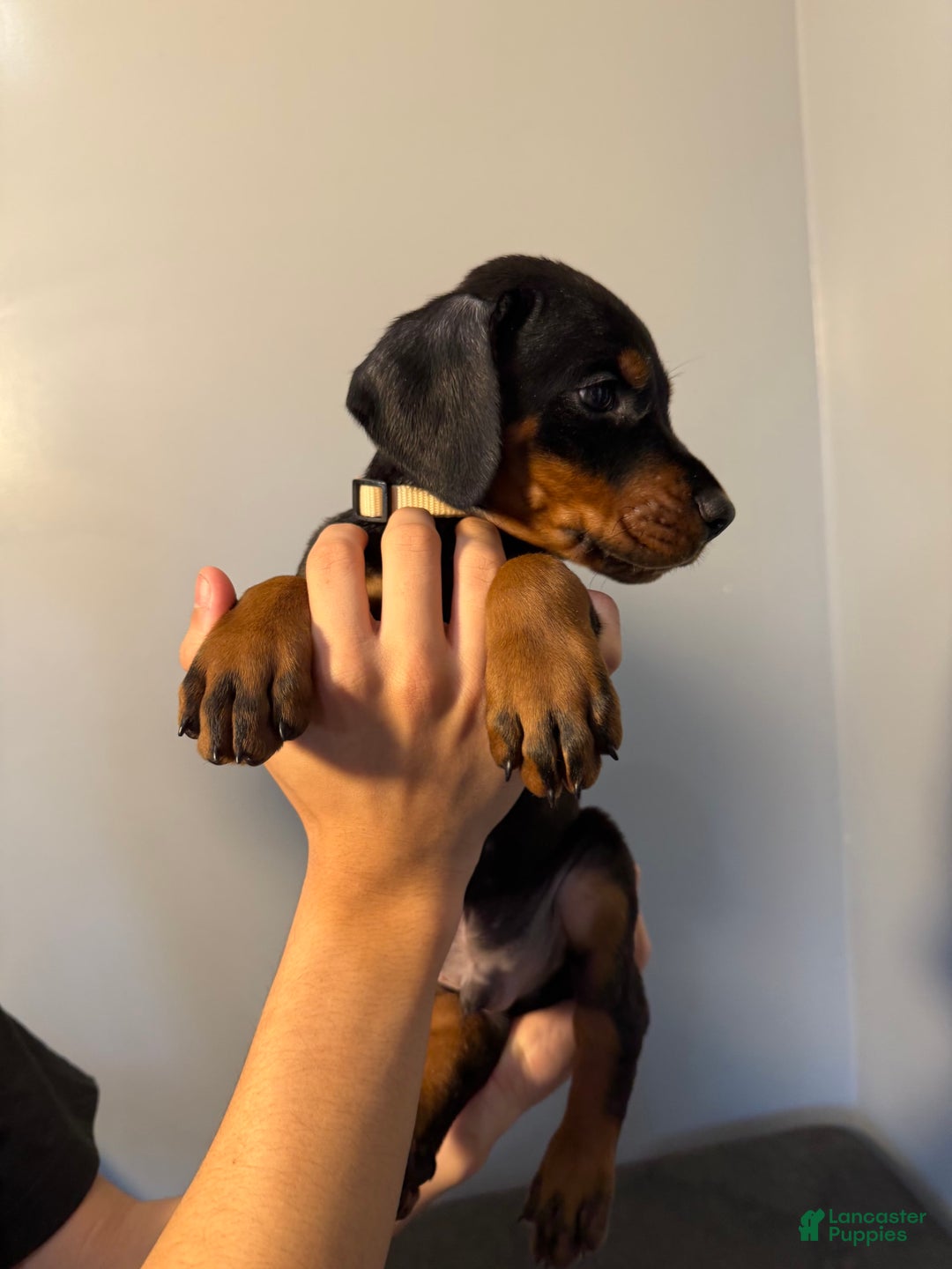 Doberman Pinscher dogs for sale: Brown - Image 7
