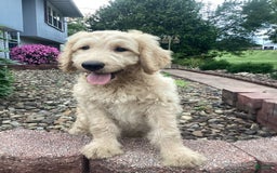 Goldendoodle dogs for sale: Hadly - Image 4
