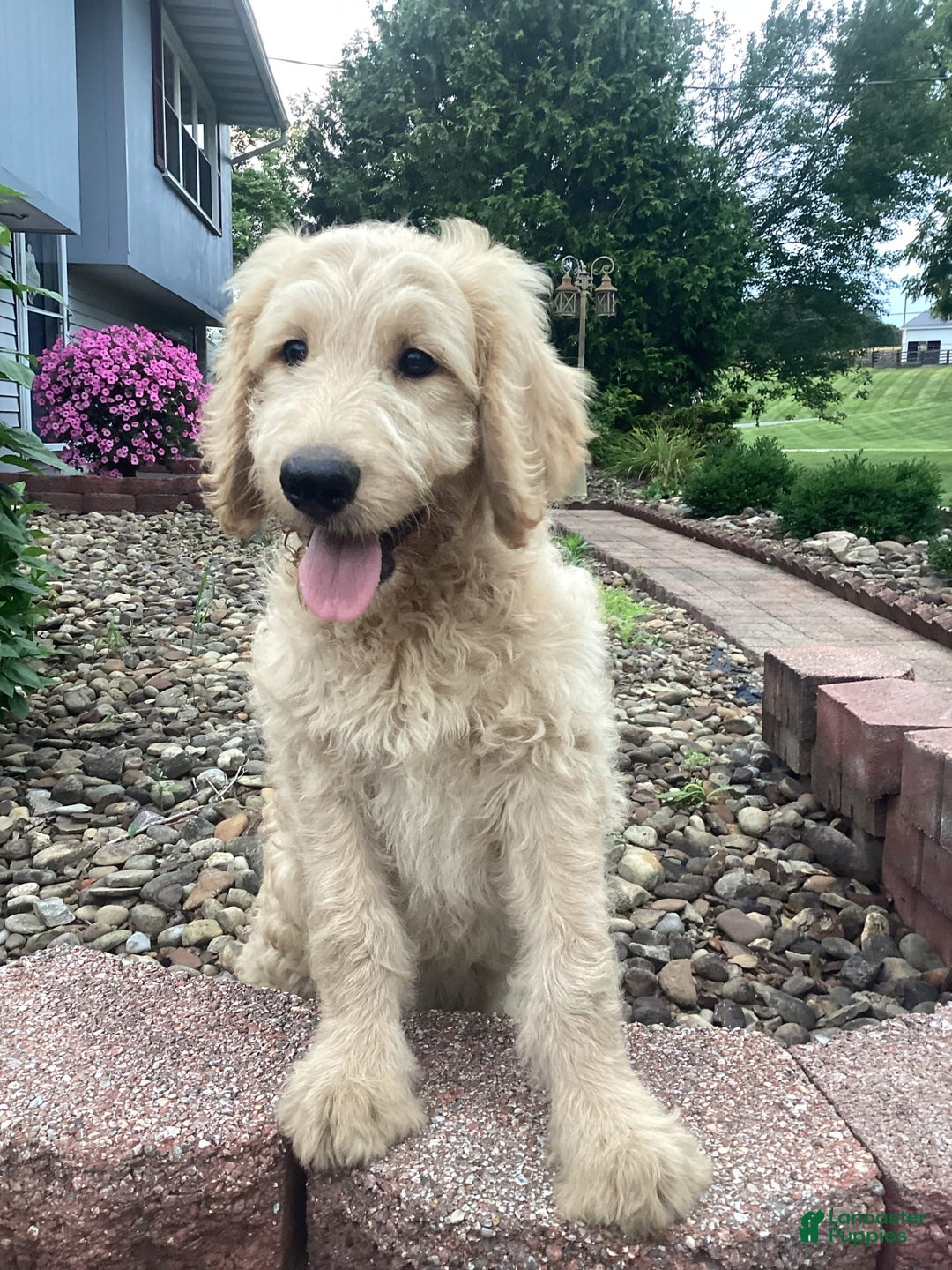 Goldendoodle dogs for sale: Hadly - Image 4