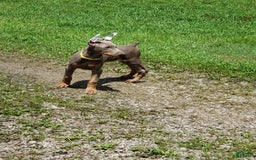 Doberman Pinscher dogs for sale: Smurf - Image 9