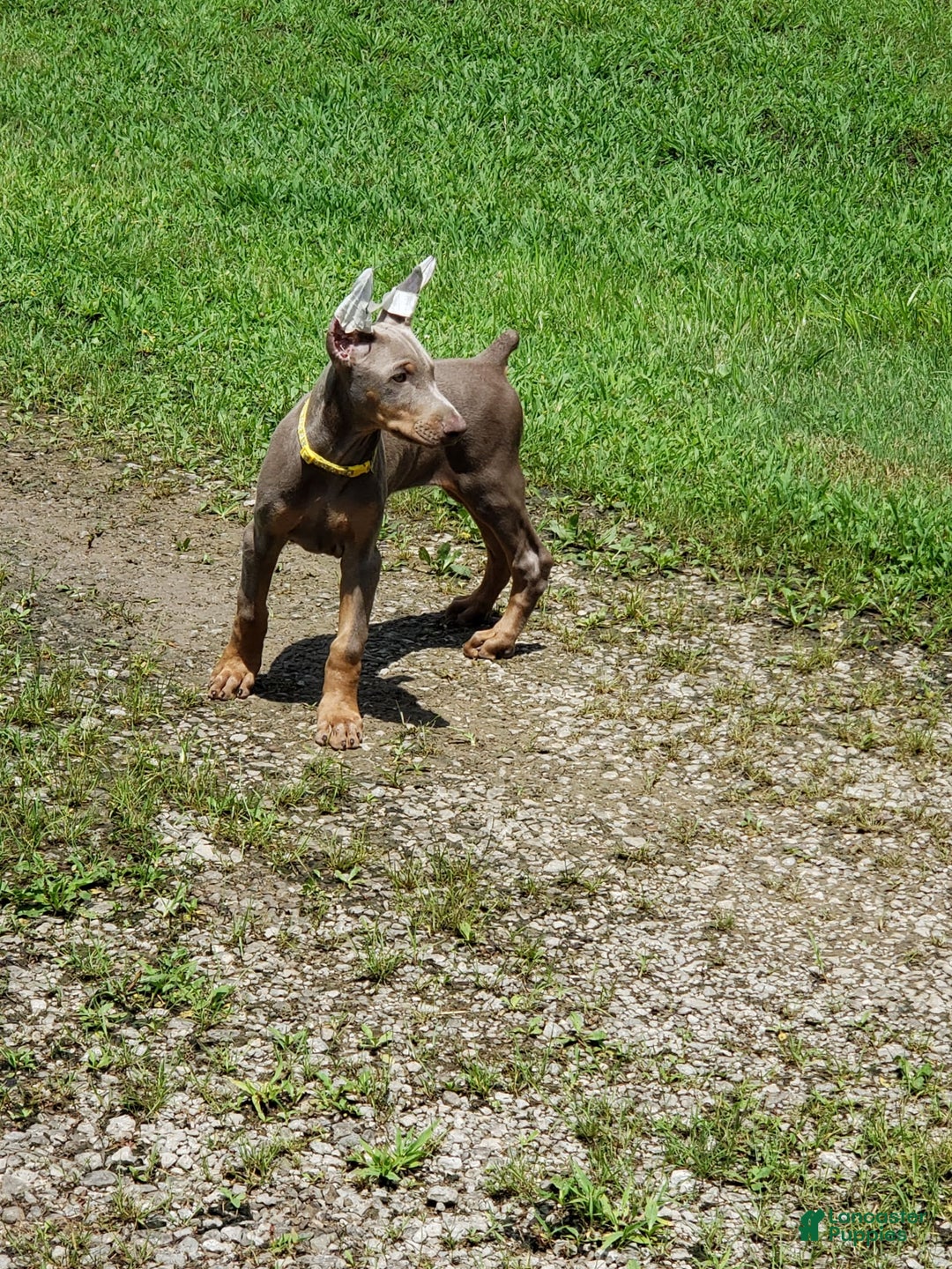 Doberman Pinscher dogs for sale: Smurf - Image 9