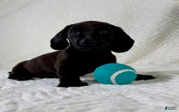 Miniature Dachshund dogs for sale: Miniature Dachshund 2 puppies - Image 6