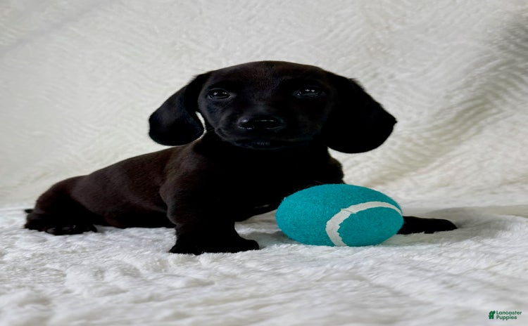 Miniature Dachshund dogs for sale - Ad 4