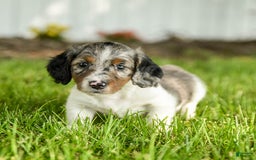 Miniature Dachshund dogs for sale: Cookie - Image 7