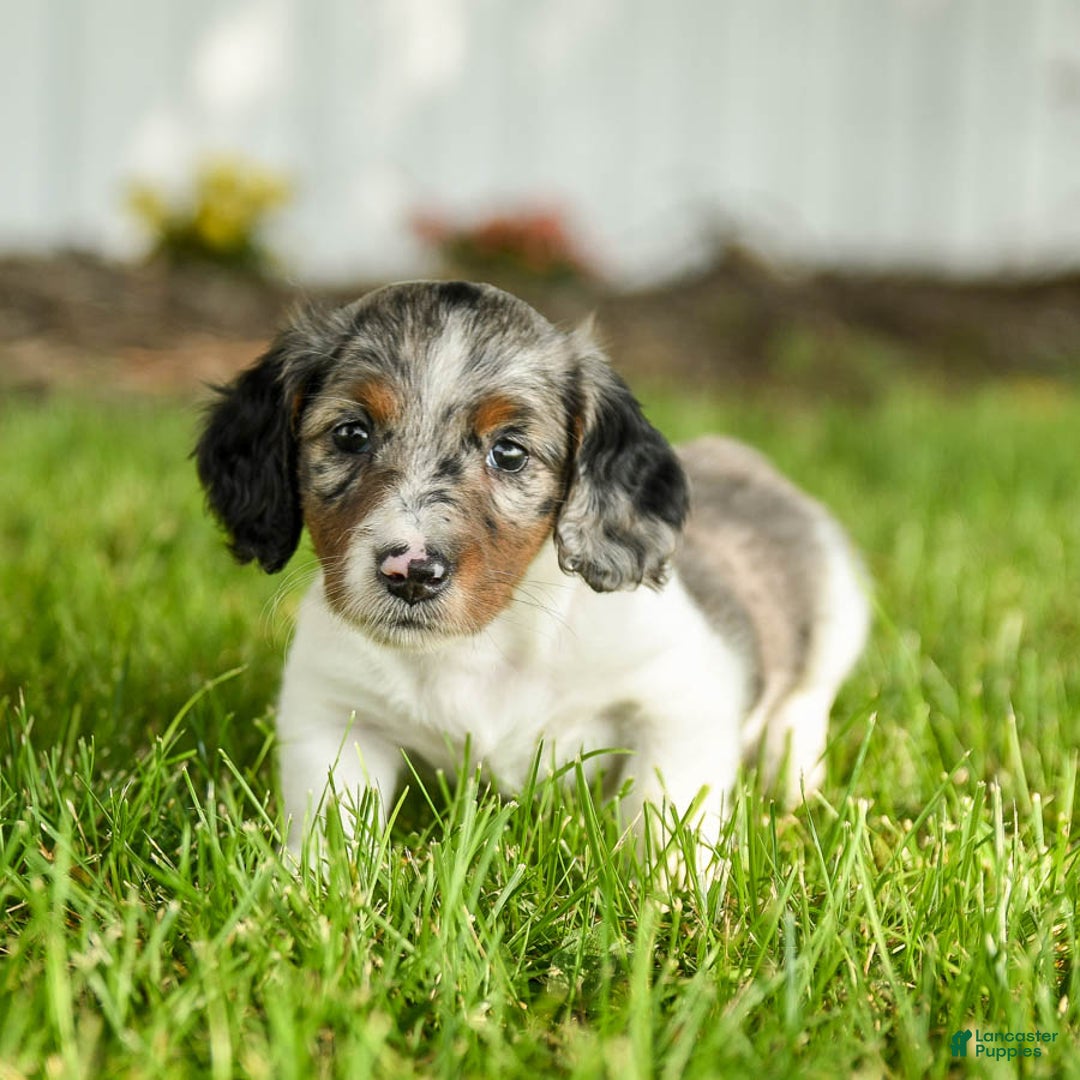 Miniature Dachshund dogs for sale: Cookie - Image 7
