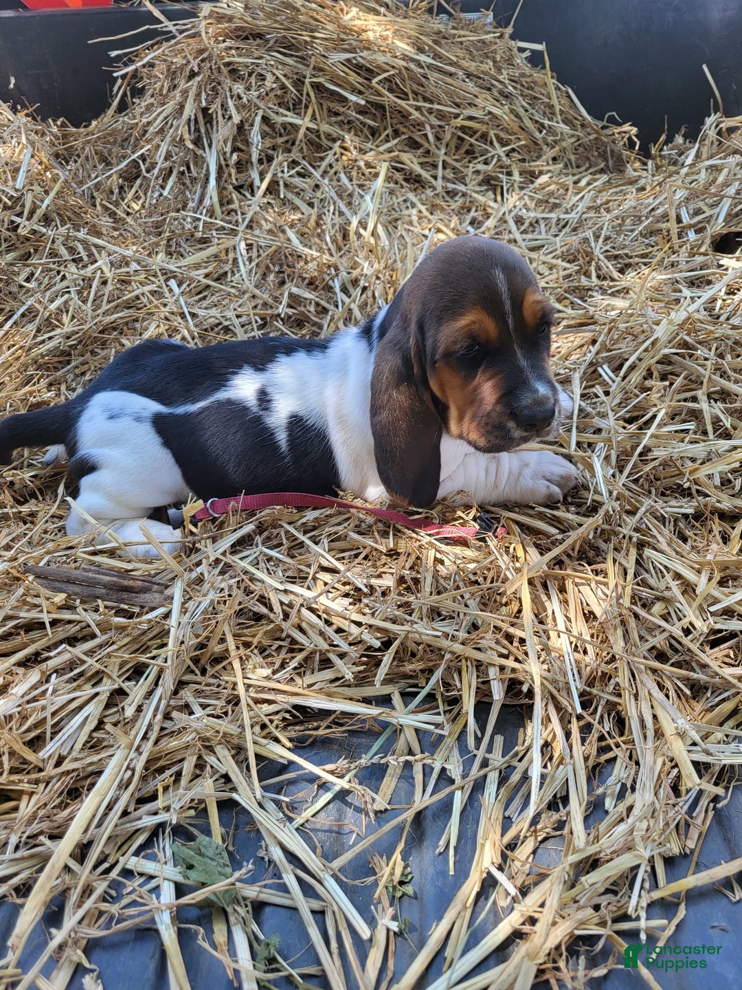 Basset Hound dogs for sale: Sadie - Image 2
