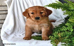 Golden Retriever dogs for sale: Ruby - Image 1