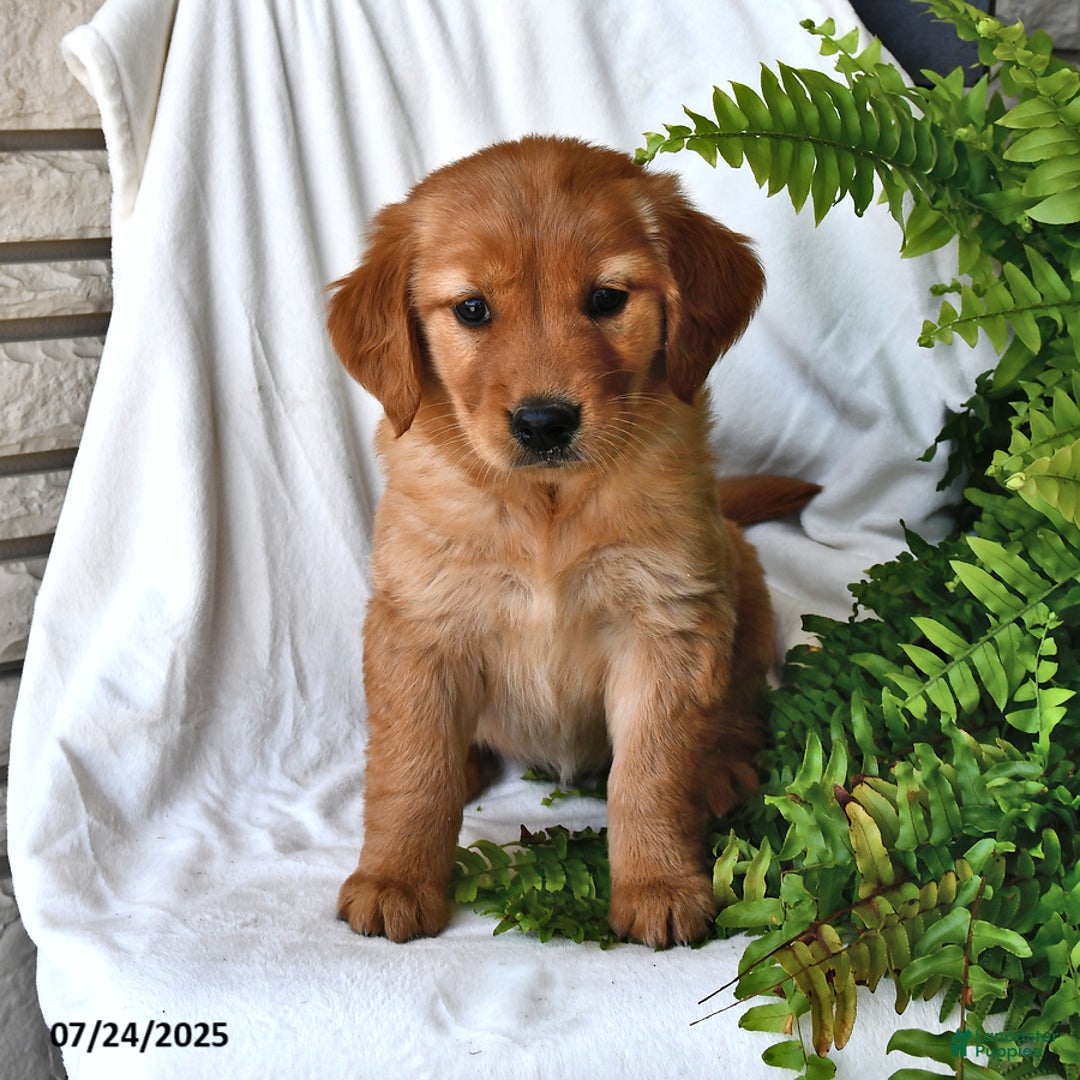 Golden Retriever dogs for sale: Ruby - Image 1
