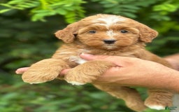 Bernedoodle dogs for sale: Amber - Image 1
