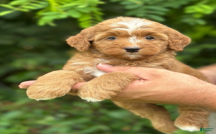 Bernedoodle dogs for sale - Ad 2