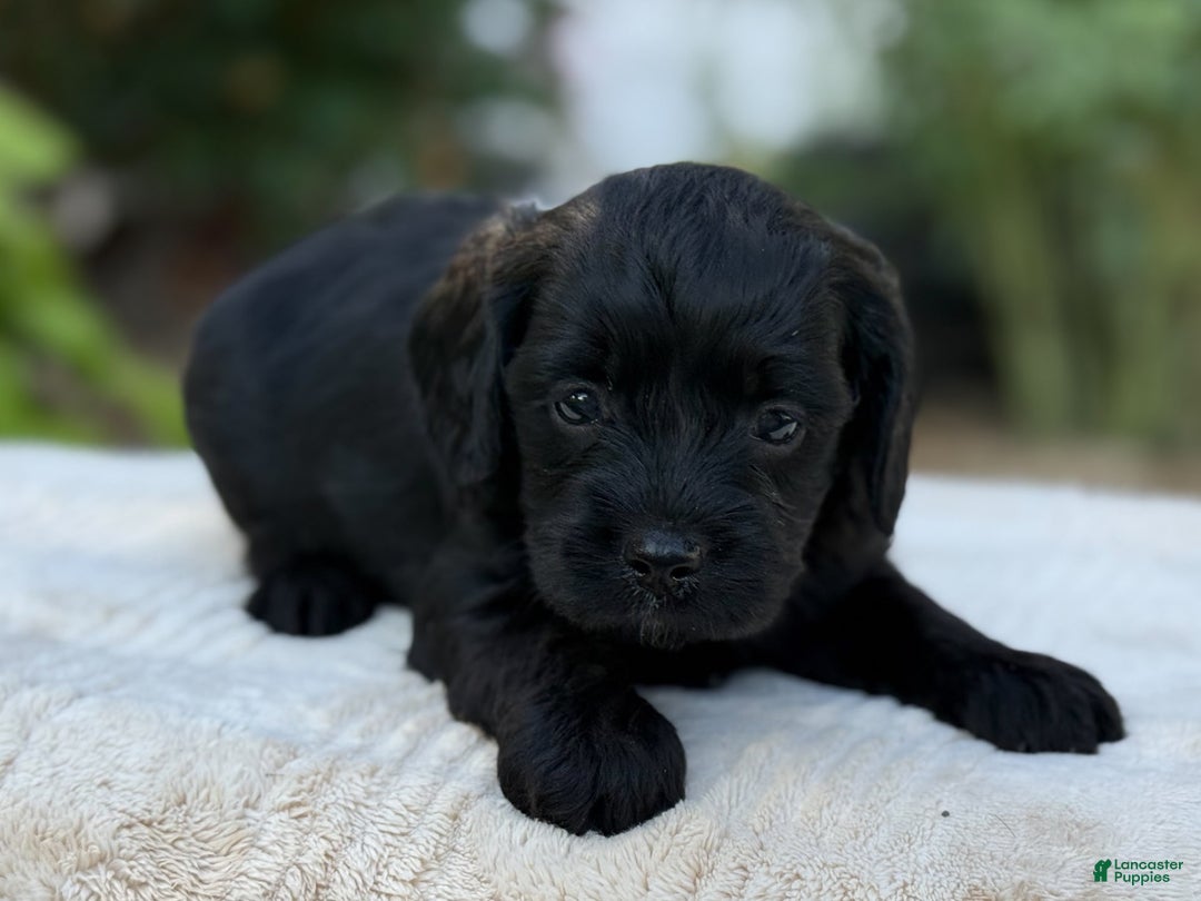 Cavapoo dogs for sale: Liam - Image 15