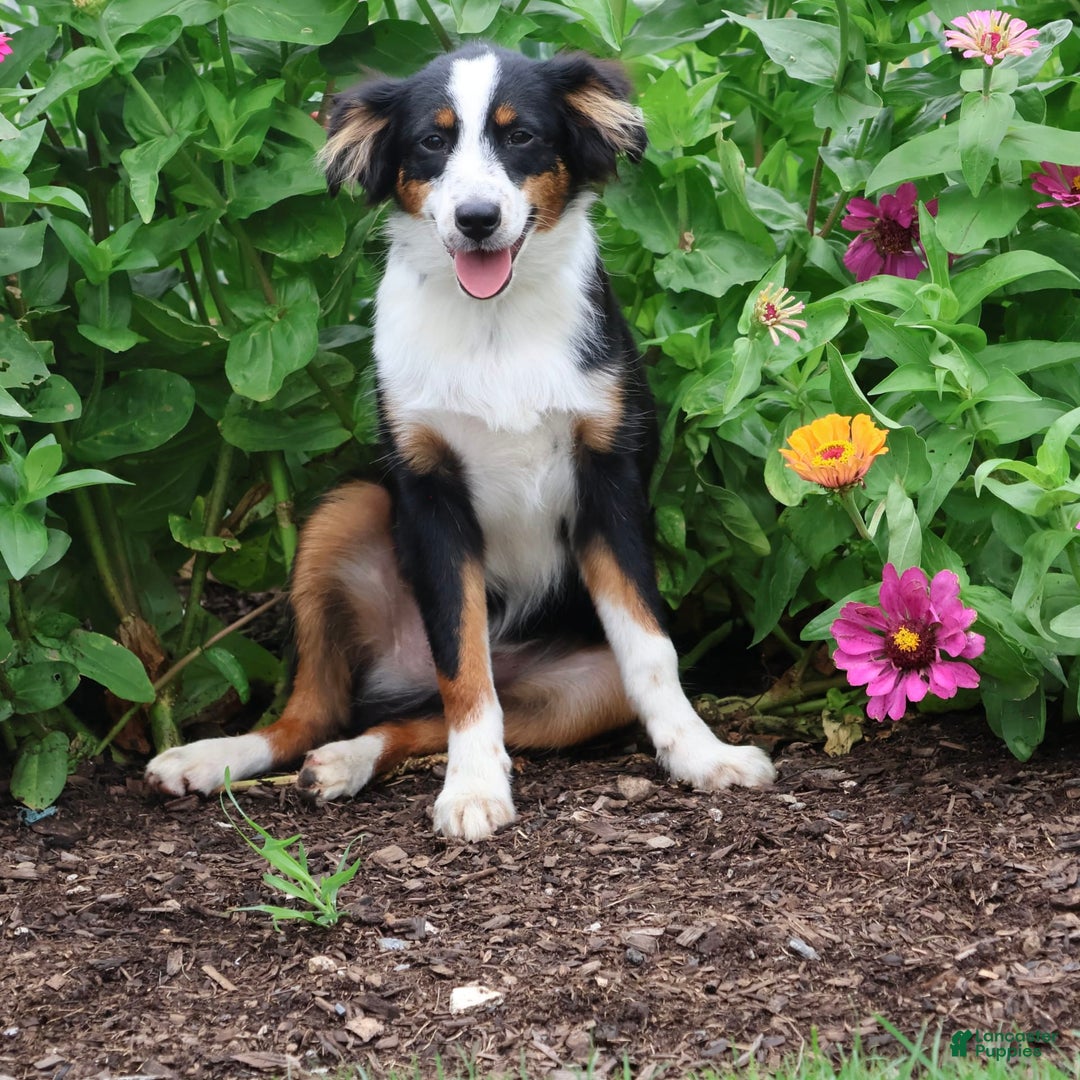 Miniature Australian Shepherd dogs for sale: Eisenhower - Image 7