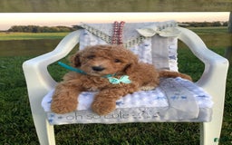 Goldendoodle dogs for sale: Kobe F2b - Image 23