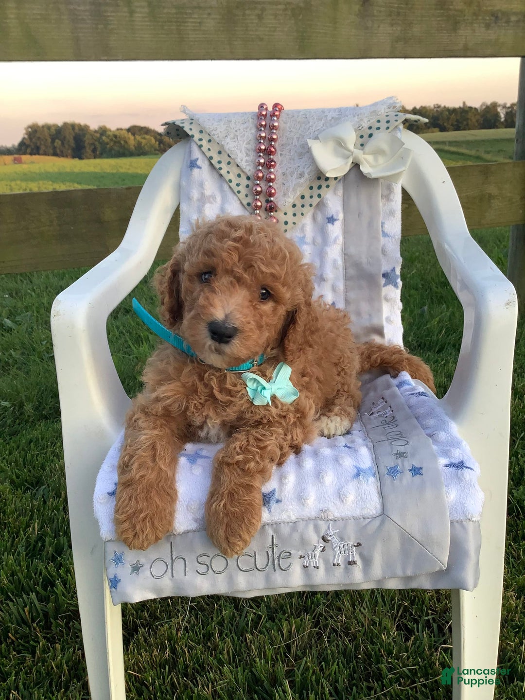 Goldendoodle dogs for sale: Kobe F2b - Image 23