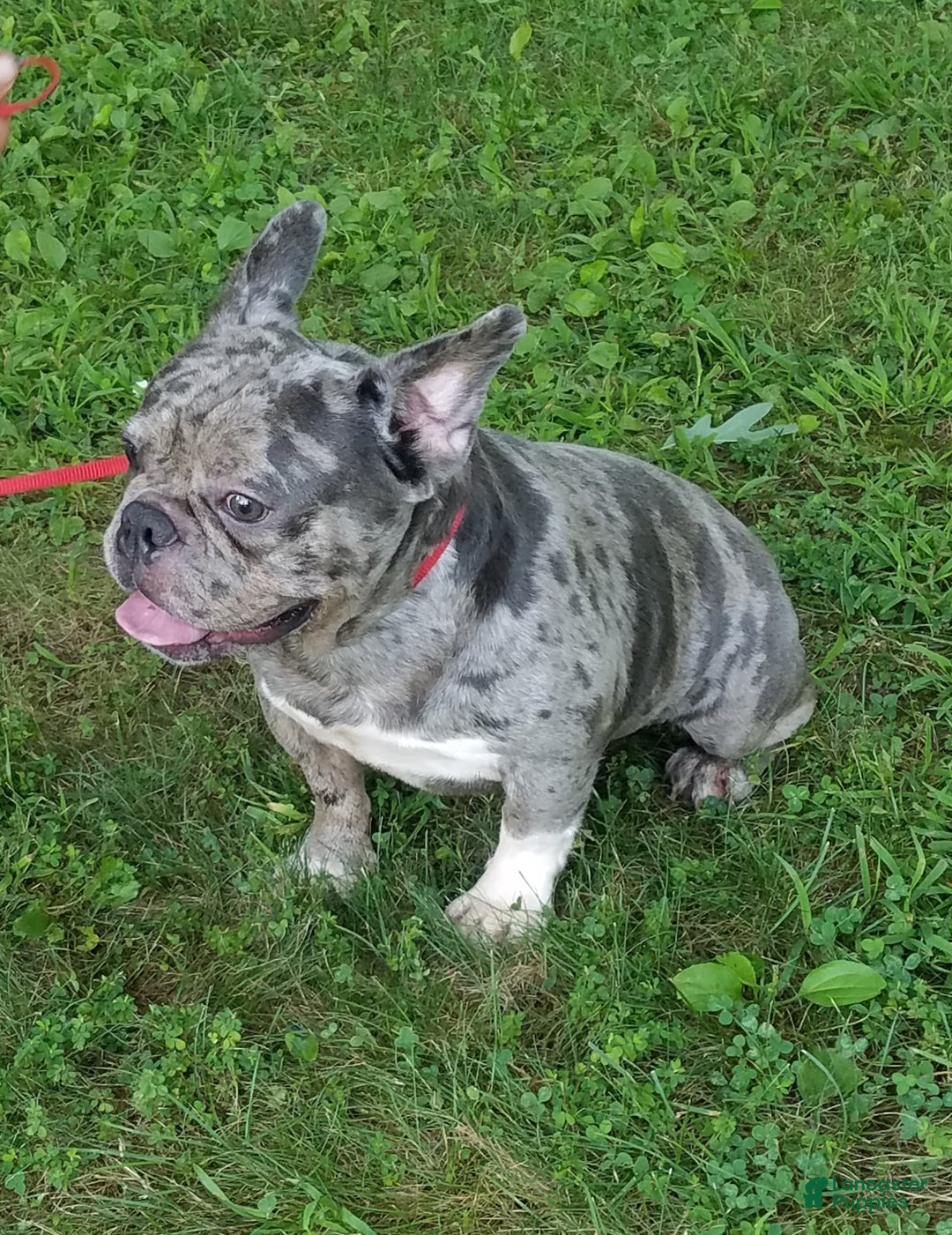 French Bulldog dogs for sale: Fido - Image 28