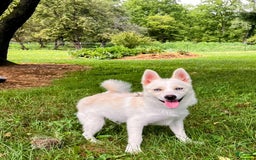 Pomsky dogs for sale: Aden - Image 21