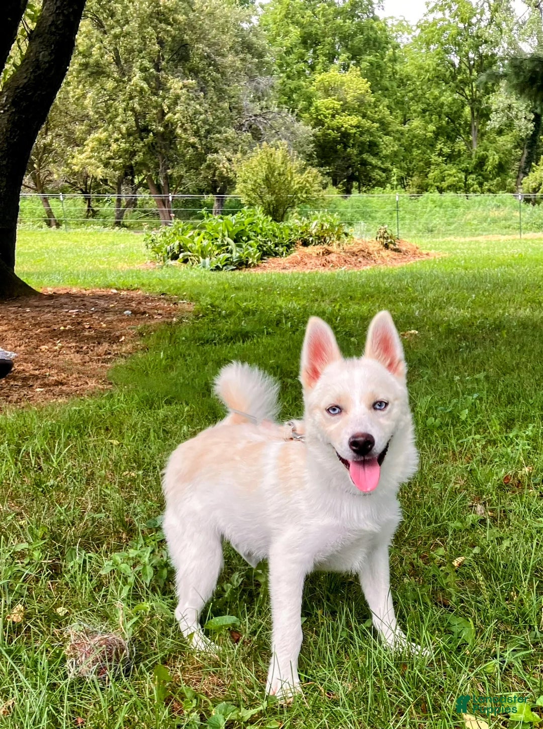 Pomsky dogs for sale: Aden - Image 21