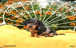 Miniature Dachshund dogs for sale: Wendy - Image 4