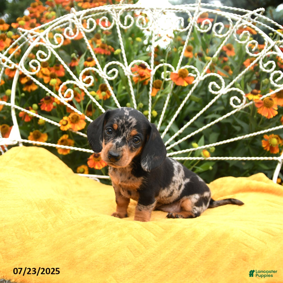 Miniature Dachshund dogs for sale: Wendy - Image 4