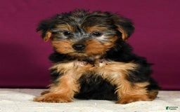 Yorkshire Terrier dogs for sale: Jordan - Image 1