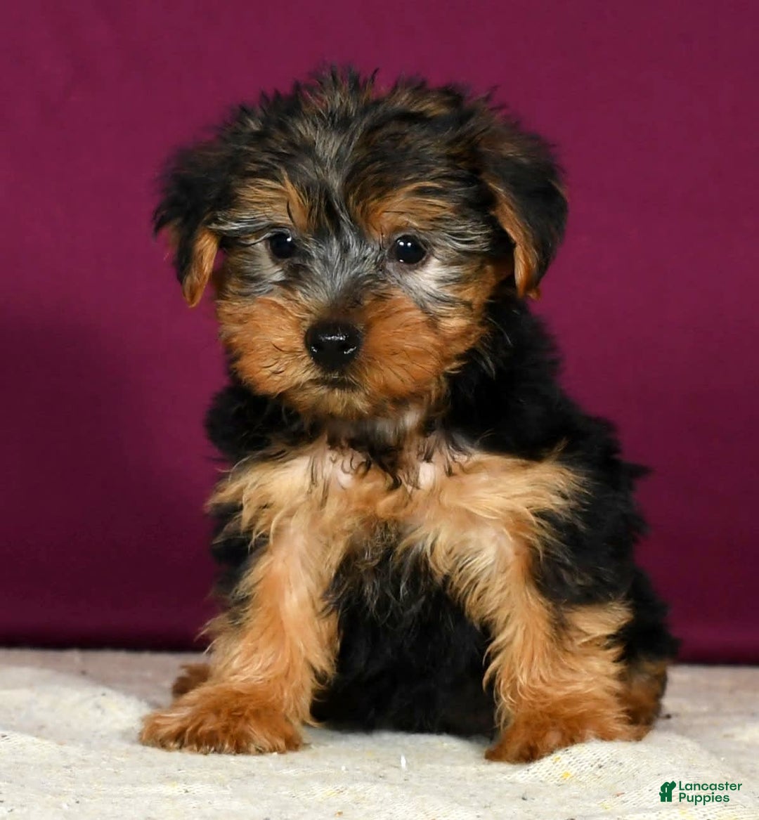 Yorkshire Terrier dogs for sale: Jordan - Image 1