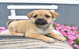 Pug dogs for sale: Pearl - Image 2
