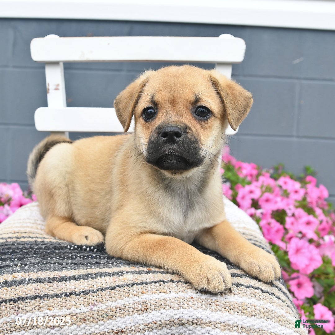 Pug dogs for sale: Pearl - Image 2