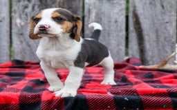 Beagle dogs for sale: Kylo - Image 12