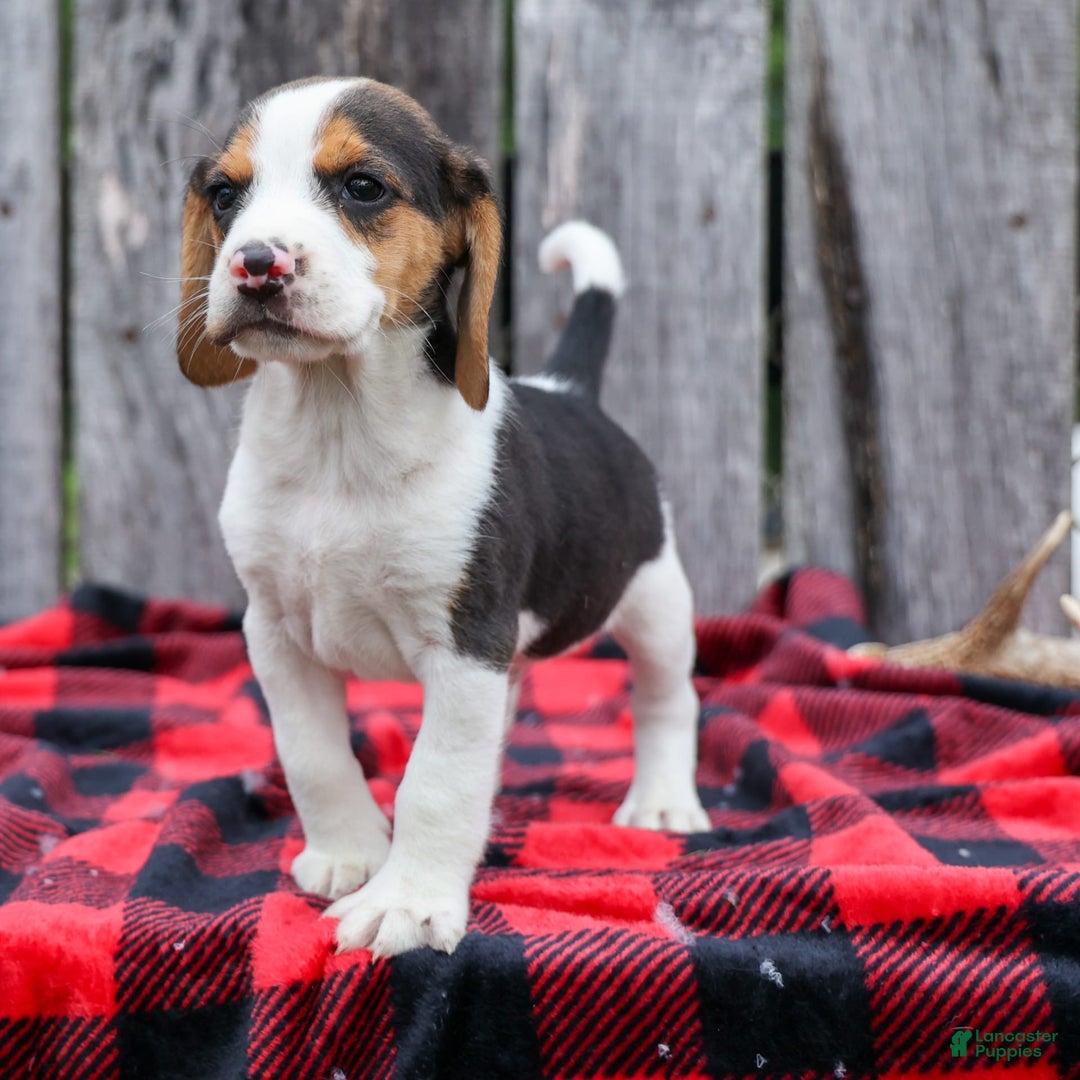 Beagle dogs for sale: Kylo - Image 12