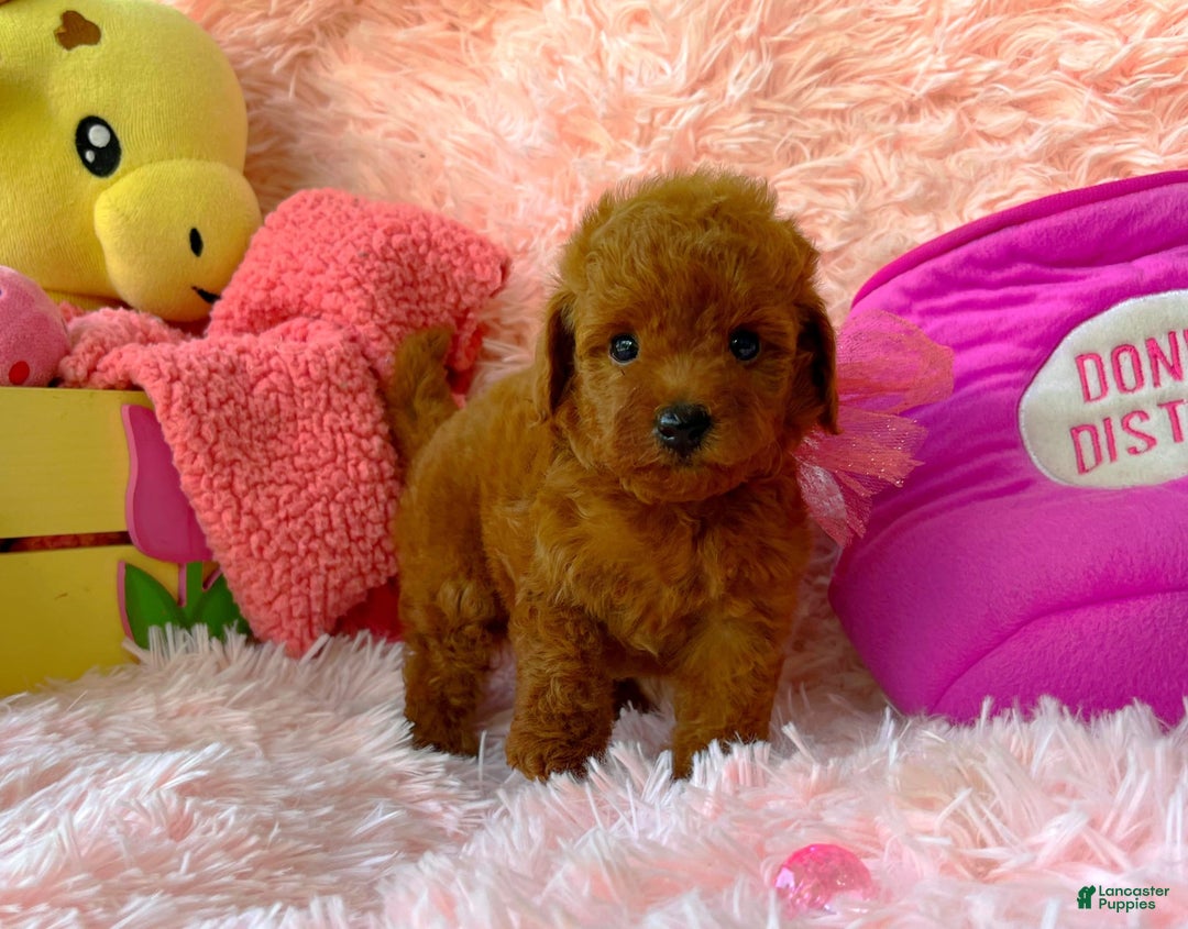 Toy Poodle dogs for sale: Rose - Image 2