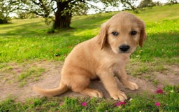Golden Retriever dogs for sale: Sammy - Image 4