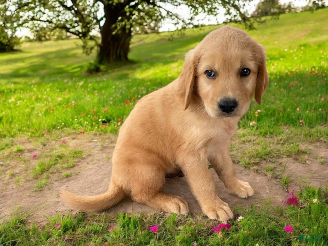 Golden Retriever dogs for sale: Sammy - Image 4