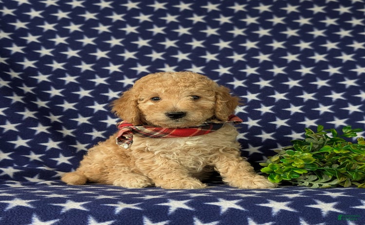 Mini Goldendoodle dogs for sale - Ad 4