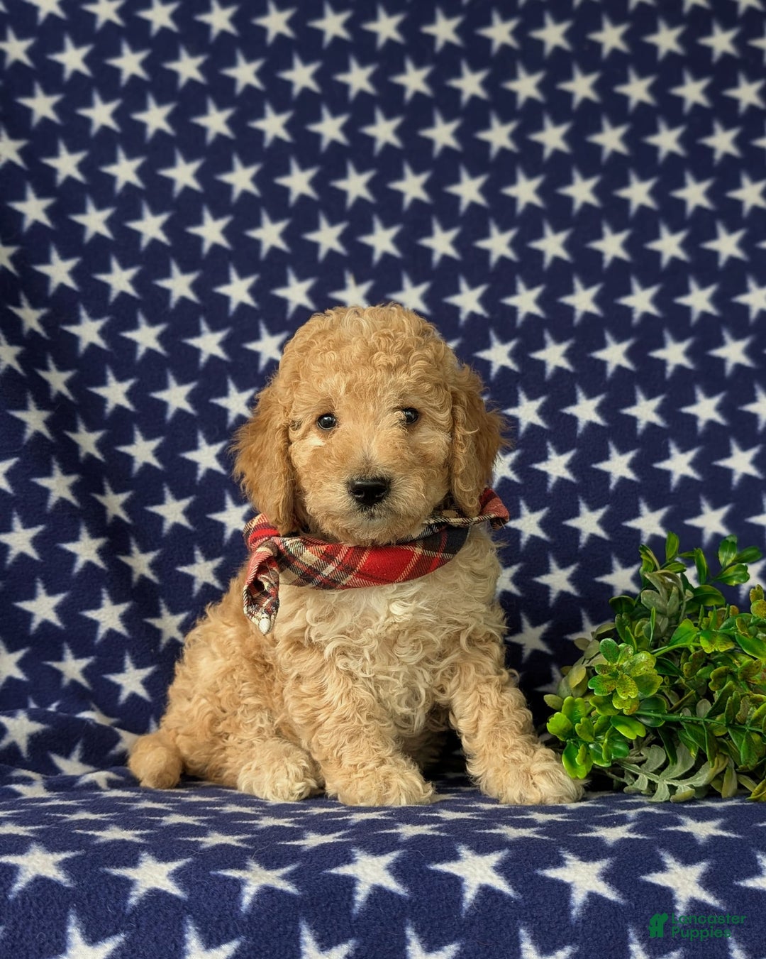 Mini Goldendoodle dogs for sale: Hardyn Hypoallergenic - Image 1