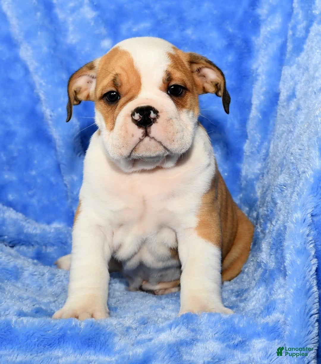 Beabull dogs for sale: Chief - Image 8