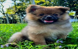 Pomeranian dogs for sale: Andi - Image 8