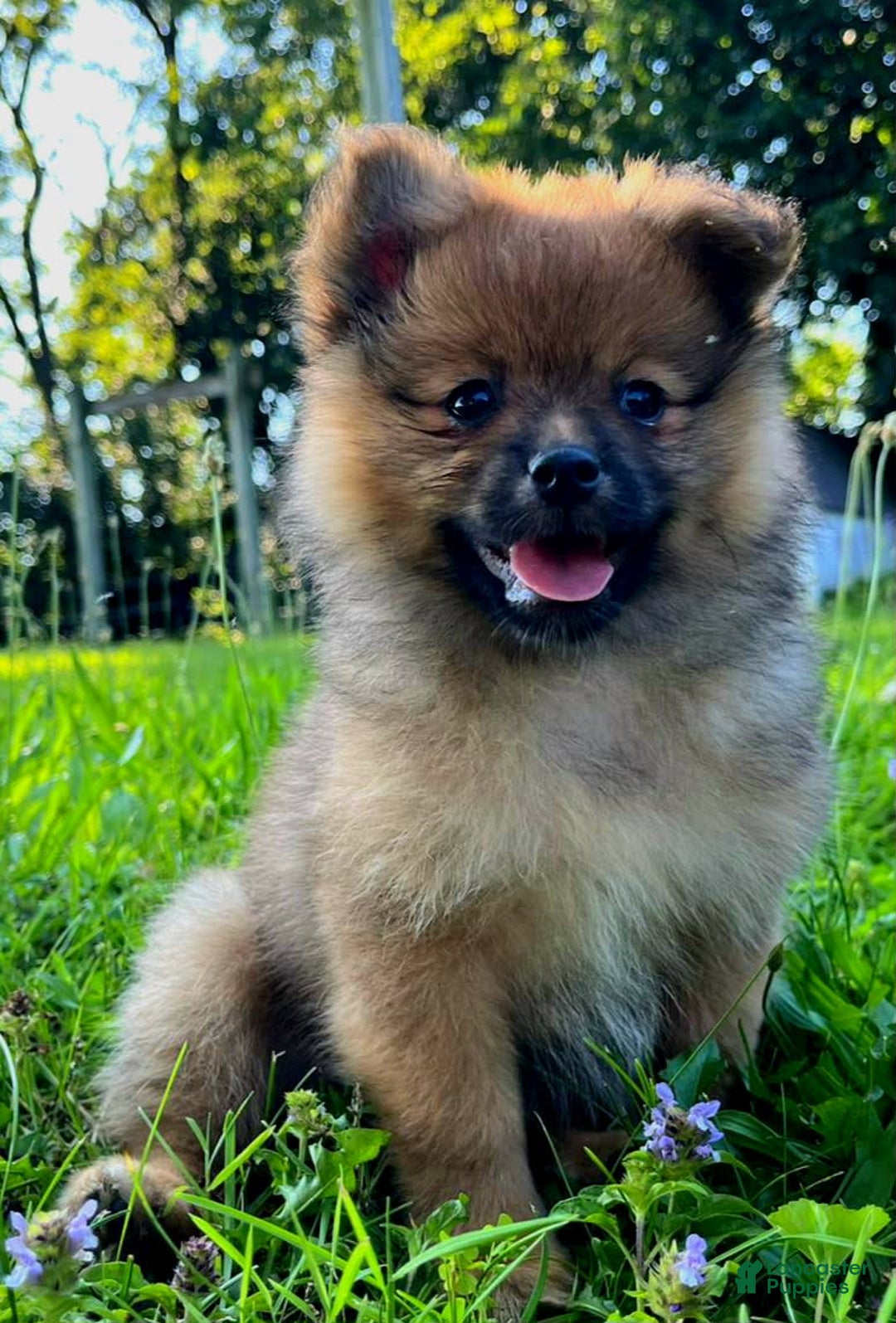 Pomeranian dogs for sale: Andi - Image 8