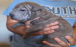 Shar Pei dogs for sale: Tea T - Image 2