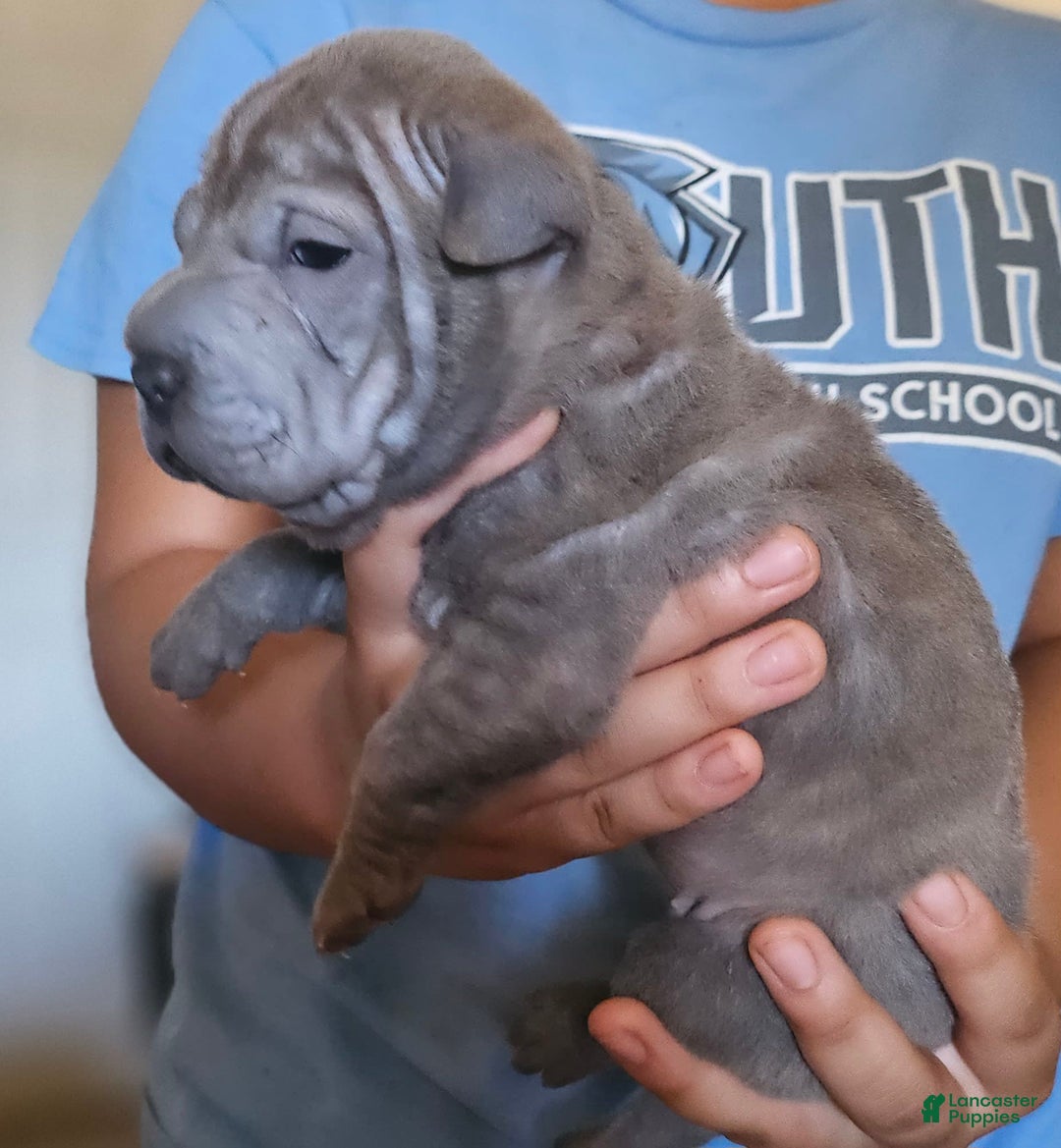 Shar Pei dogs for sale: Tea T - Image 2