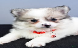 Pomeranian dogs for sale: Sophie - Image 8