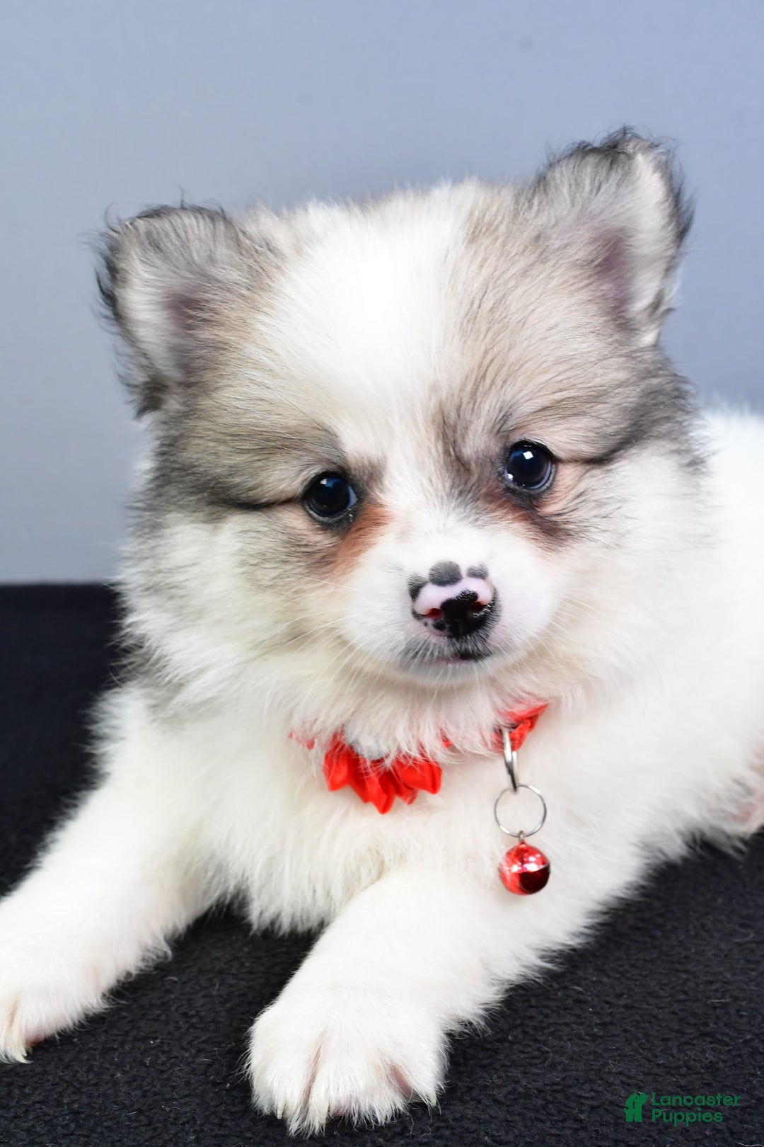 Pomeranian dogs for sale: Sophie - Image 8