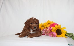 Mini Goldendoodle dogs for sale: Hassan - Image 3