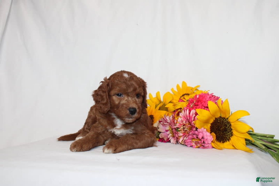 Mini Goldendoodle dogs for sale: Hassan - Image 3