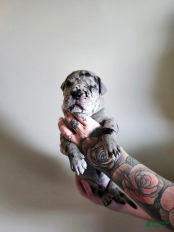 Great Dane dogs for sale - Ad 3
