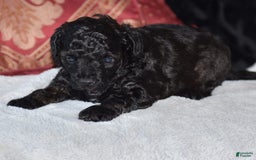 Yorkiepoo dogs for sale: Plaid - Image 1