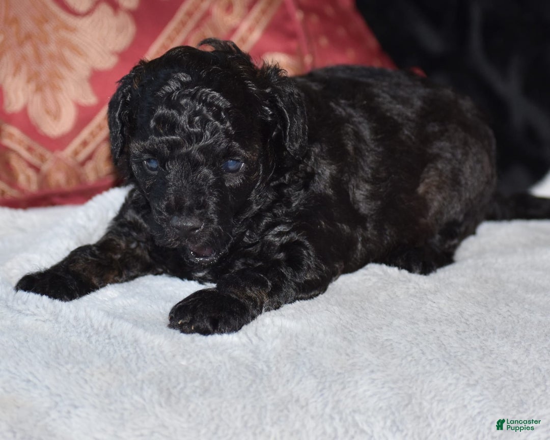 Yorkiepoo dogs for sale: Plaid - Image 1