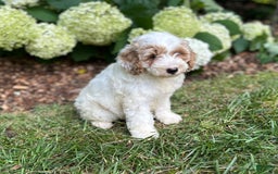 Mini Goldendoodle dogs for sale: Fluffy - Image 4